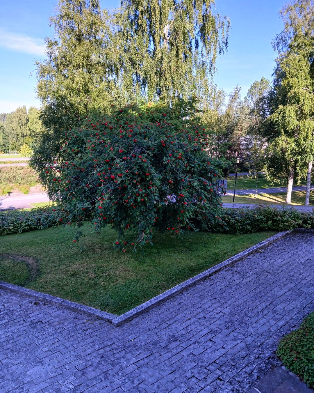 Riippapihlaja, jossa runsaasti lehtiä. Etualalla kivinen kulkuväylä ja taustalla puustoa.