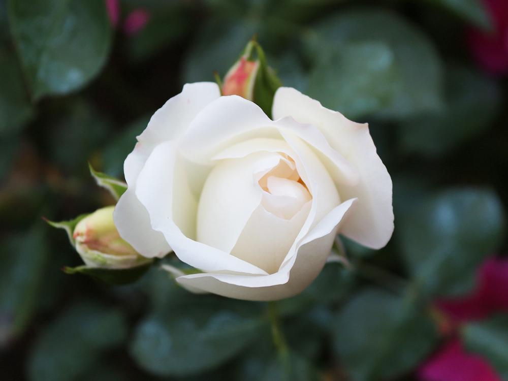 Valkoinen ruusu